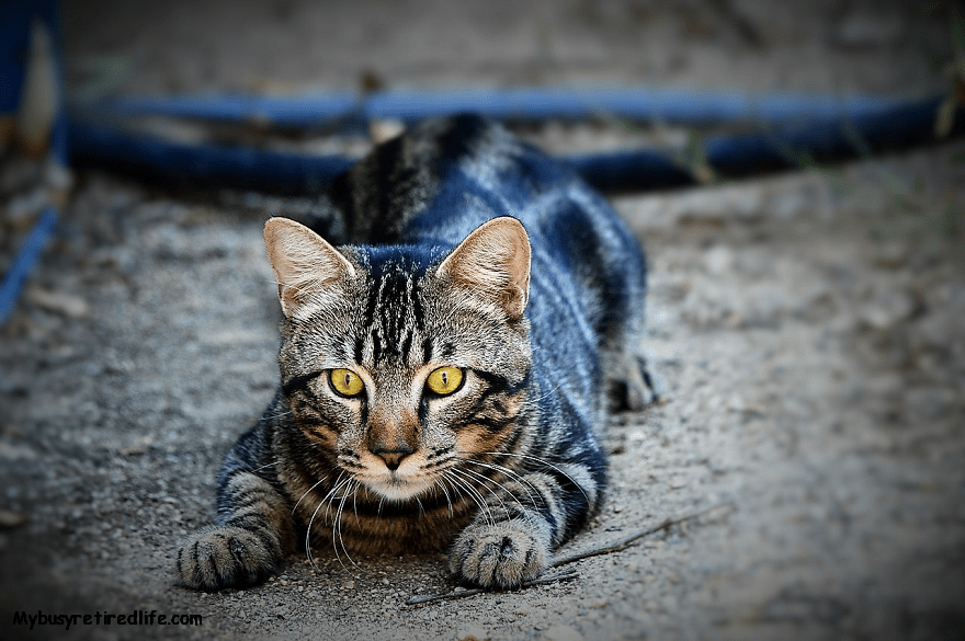 A cat stalking camera My Busy Retired Life
