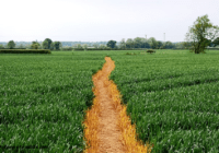 Mybusyretiredlife.com glyphosate weed control on path
