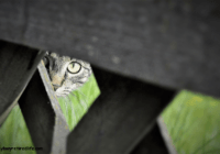 Mybusyretiredlife.com stalking cat stalking camera peaking out funny videos