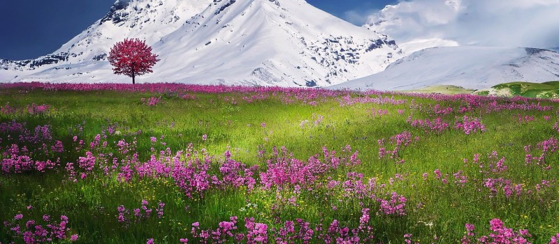 mybusyretiredlife.com high mountain meadow