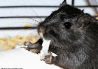 gerbil on a train gerbil munching on toilet paper