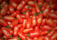 More tomatoes a big bunch of tomatoes