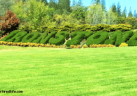 My Trip to Ironstone Vineyards Ironstone Topiary