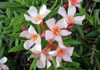 one tree you don't want in your yard Oleander Flowers