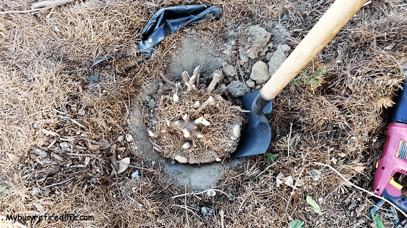 Shovel In Cut Circle Prying Up