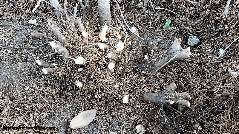 No work shrub removal close up shrub pruned and ready