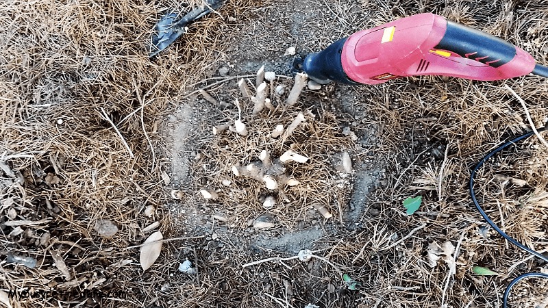 Plunge Cut A Circle Around The Roots