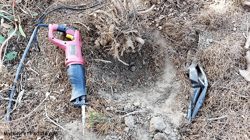 Root Ball Roots Cut Coming Out Of The Hole