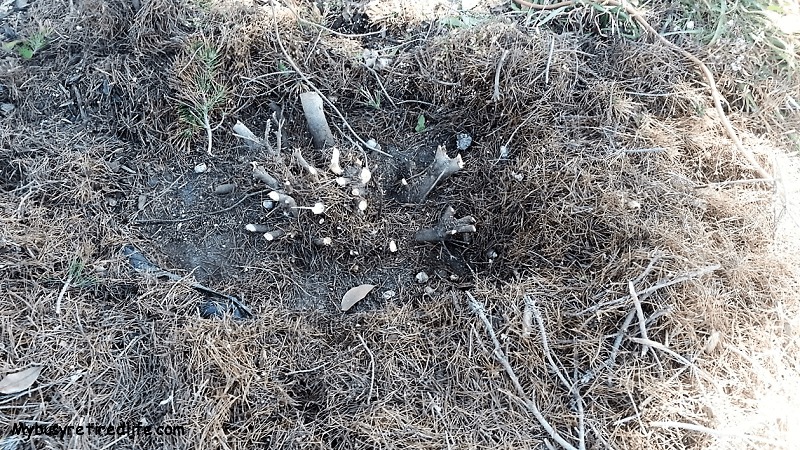 Shrub Pruned and Ready