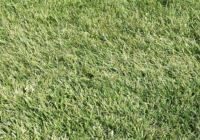 Yellow Lawn