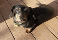 My Dog Duke A shorthair Black and Tan Dachshund