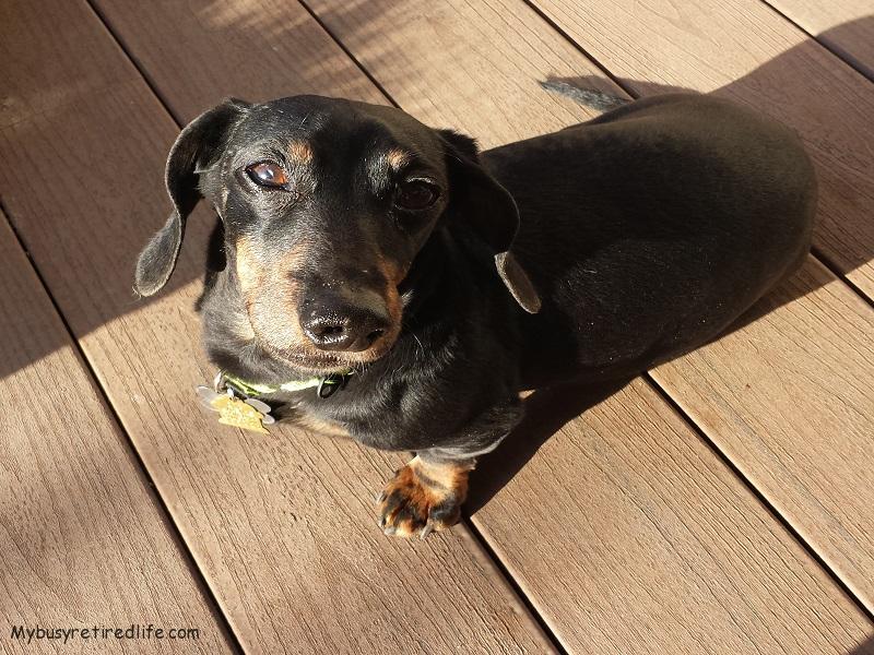 My Dog Duke A shorthair Black and Tan Dachshund