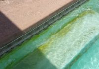 Yellow mustard algae on walls and bench