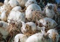 Curing garlic bulbs