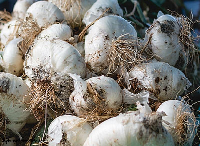 Curing garlic bulbs